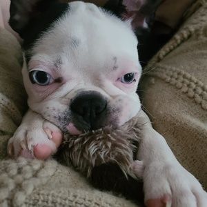 Meet your Posher, Dazerre